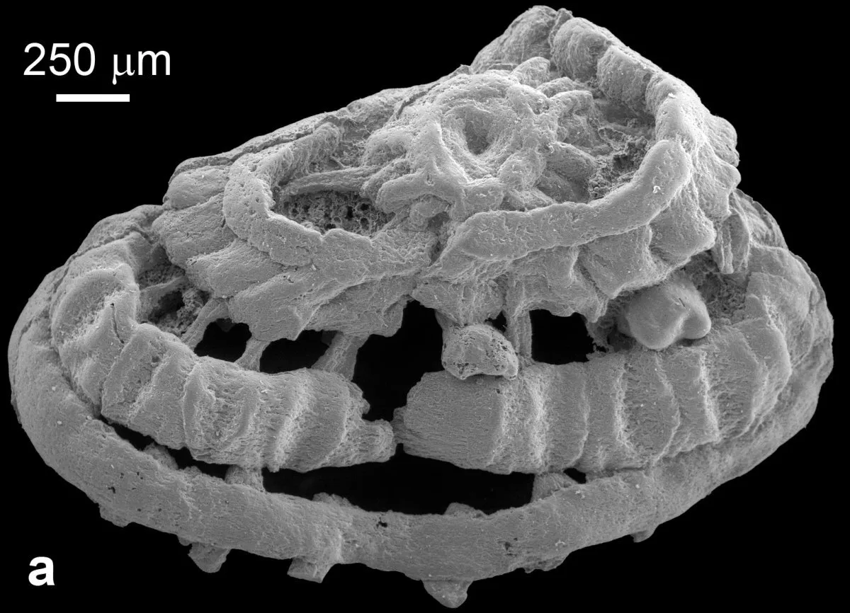 بازیابی فسیل
