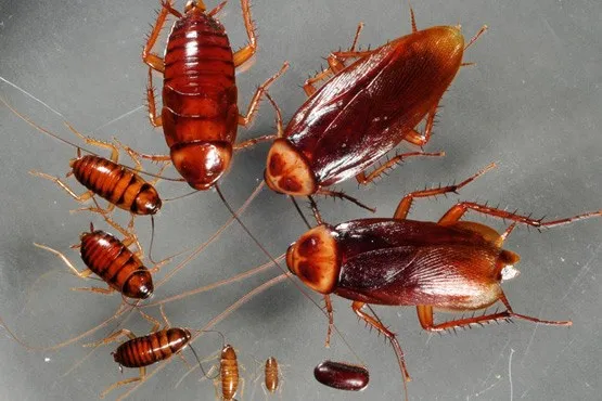 سوسک ها چطور در سراسر دنیا پخش شدند؟