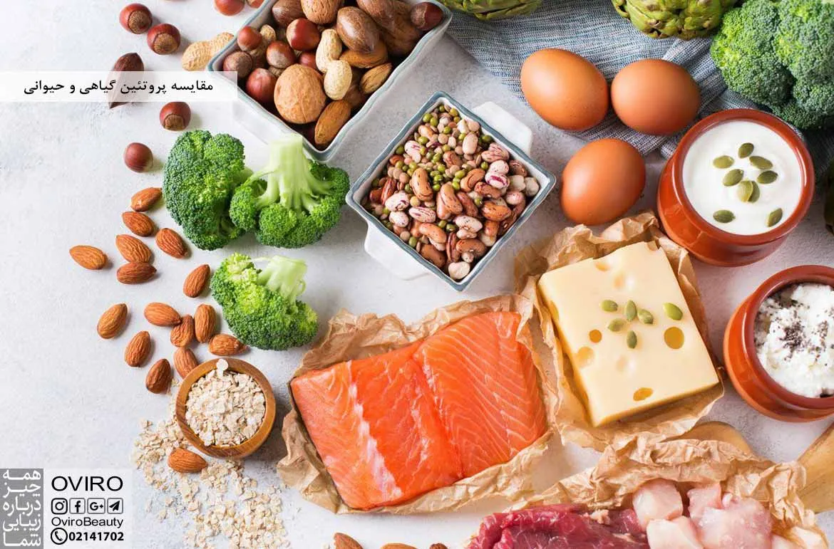 چرا هر روز باید پروتئین مصرف کنیم؟ + منابع پروتئین گیاهی و حیوانی
