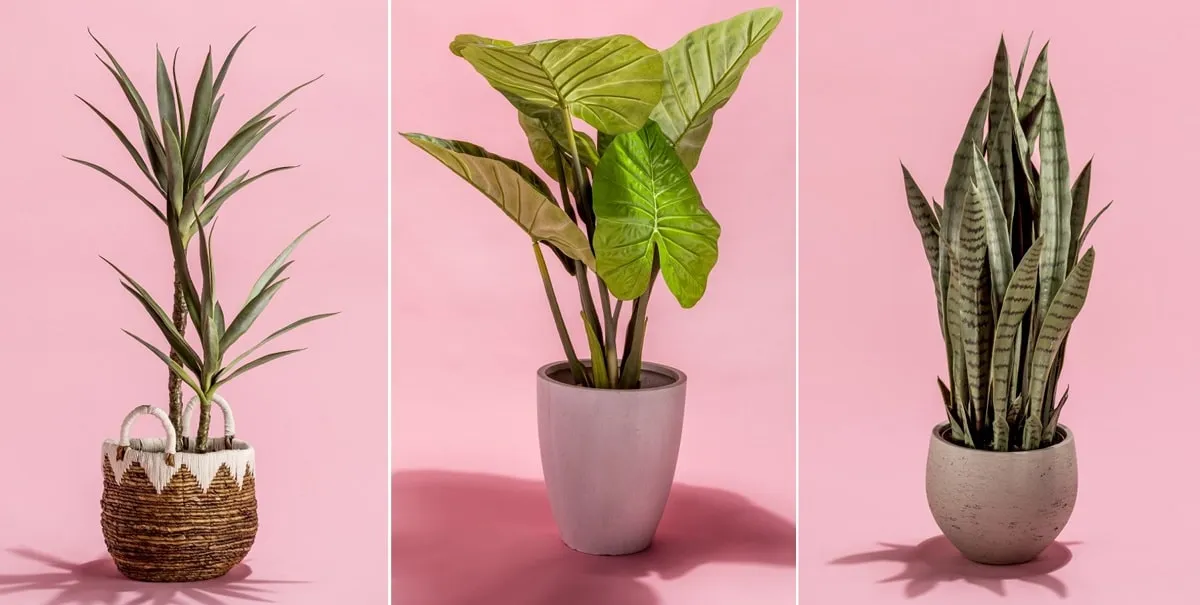 گیاهان اپارتمانی1