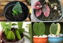 گل‌های آپارتمانی