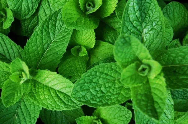 mint 1