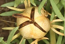 peganum harmala