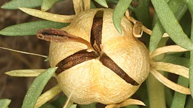 peganum harmala