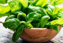 properties of basil