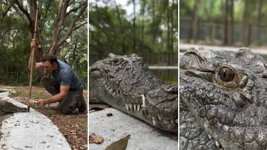 آکیلا؛ زیبای ترسناک