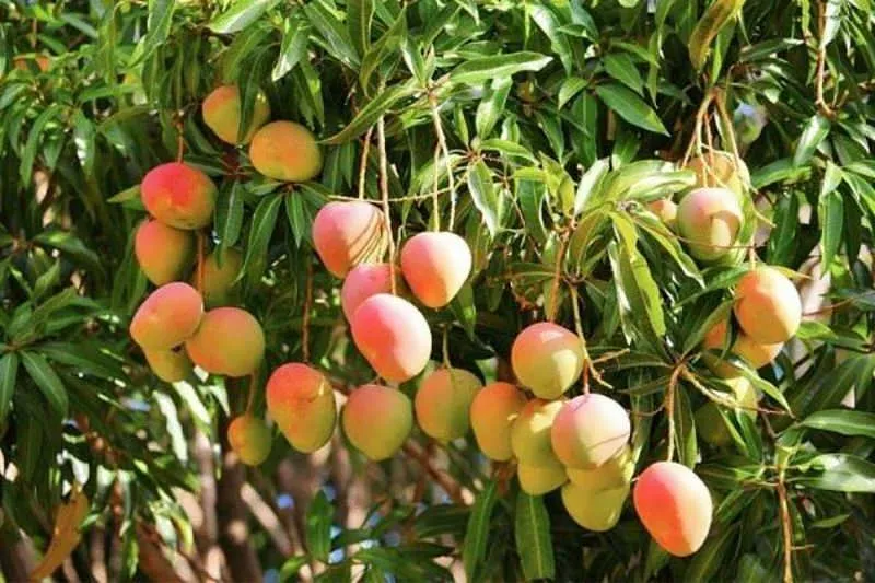 انبه1