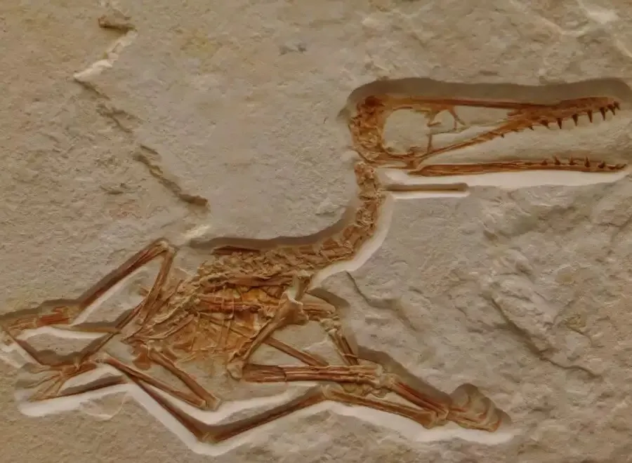 بازیابی فسیل 1