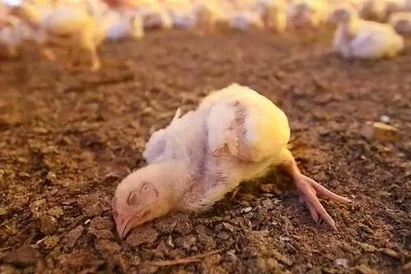 بیماری نیوکاسل در پرندگان