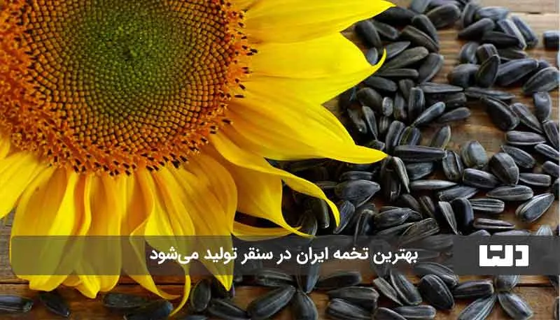 تخمه 1