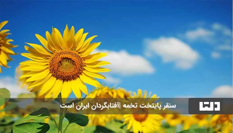 تخمه