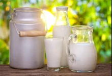 تولید شیر بدون نیاز به گاو