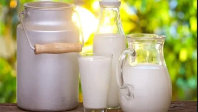 تولید شیر بدون نیاز به گاو