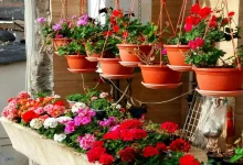 تکثیر کردن گل شمعدانی