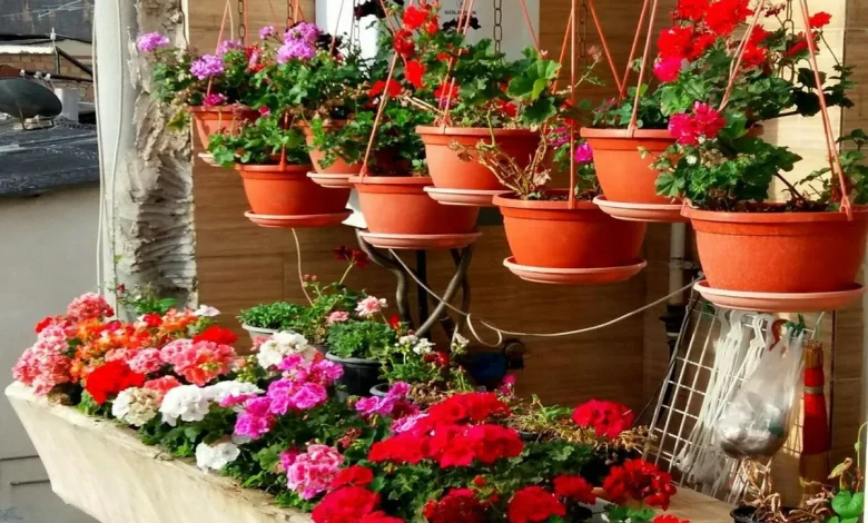 تکثیر کردن گل شمعدانی