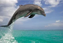 دلفین‌