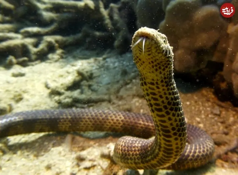 «دوبوآ»؛ ماری سمّی 1