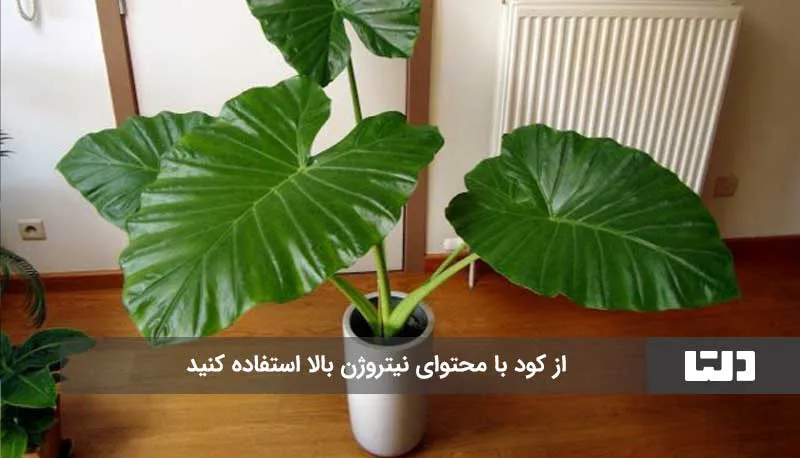 رشد سریع گیاه بابا آدم