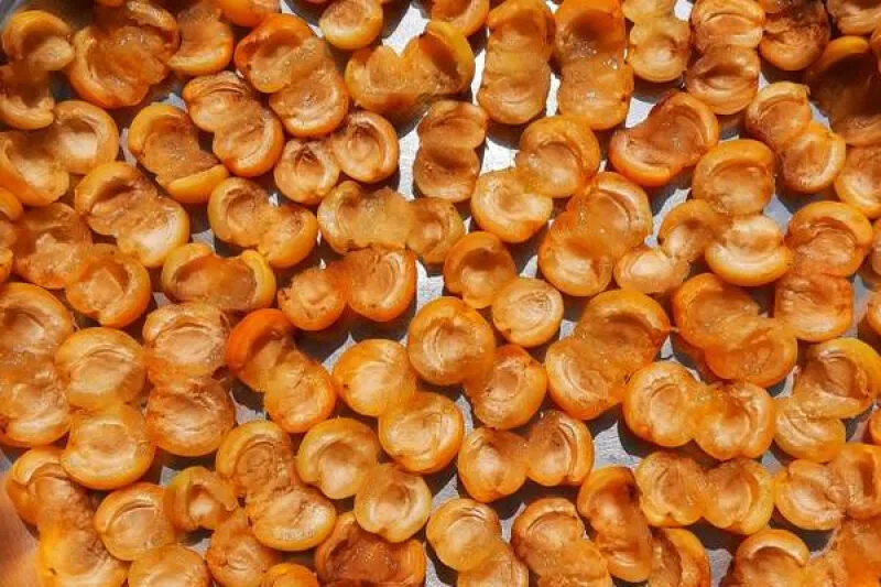 روش خشک کردن زردآلو