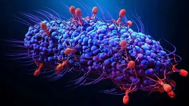 شیوع یک بیماری کشنده در ژاپن