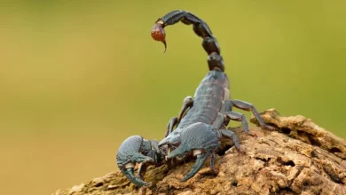 اقدامات اولیه در برخورد با عقرب گزیدگی 2 عقرب