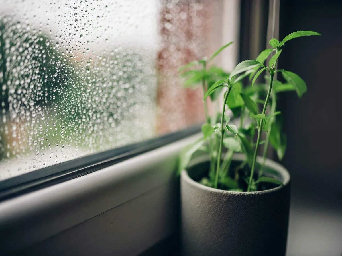 معجزه آب باران برای گیاهان آپارتمانی1