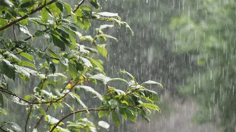 معجزه آب باران برای گیاهان آپارتمانی6