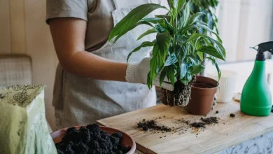 پوسیدگی ریشه گیاهان آپارتمانی