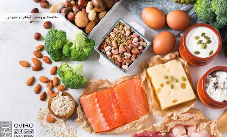 چرا هر روز باید پروتئین مصرف کنیم؟ + منابع پروتئین گیاهی و حیوانی