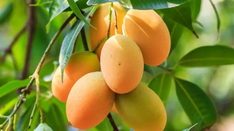 کاشت انبه