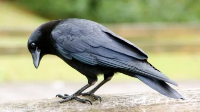کلاغ
