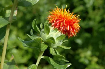گیاه گلرنگ
