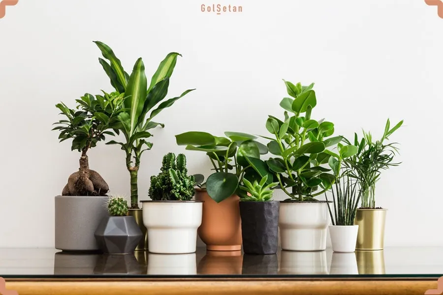 گیاهان اپارتمانی