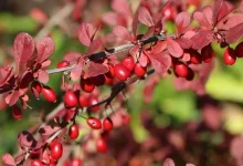 ۹ خاصیت اثبات شده زرشک