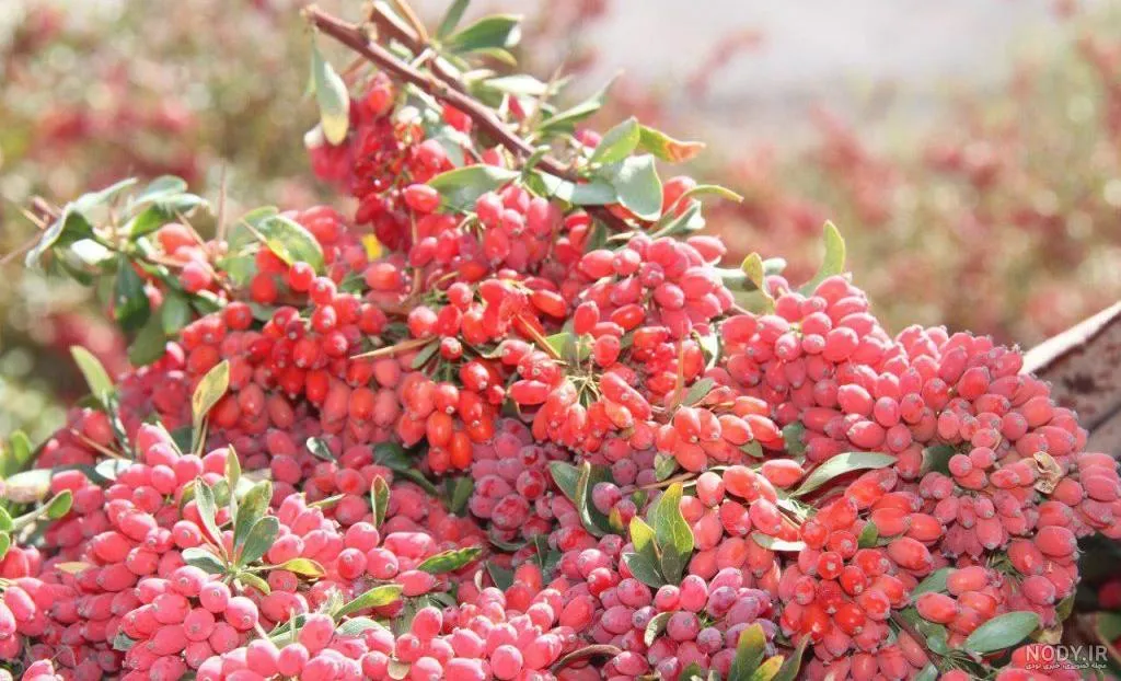 ۹ خاصیت اثبات شده زرشک2