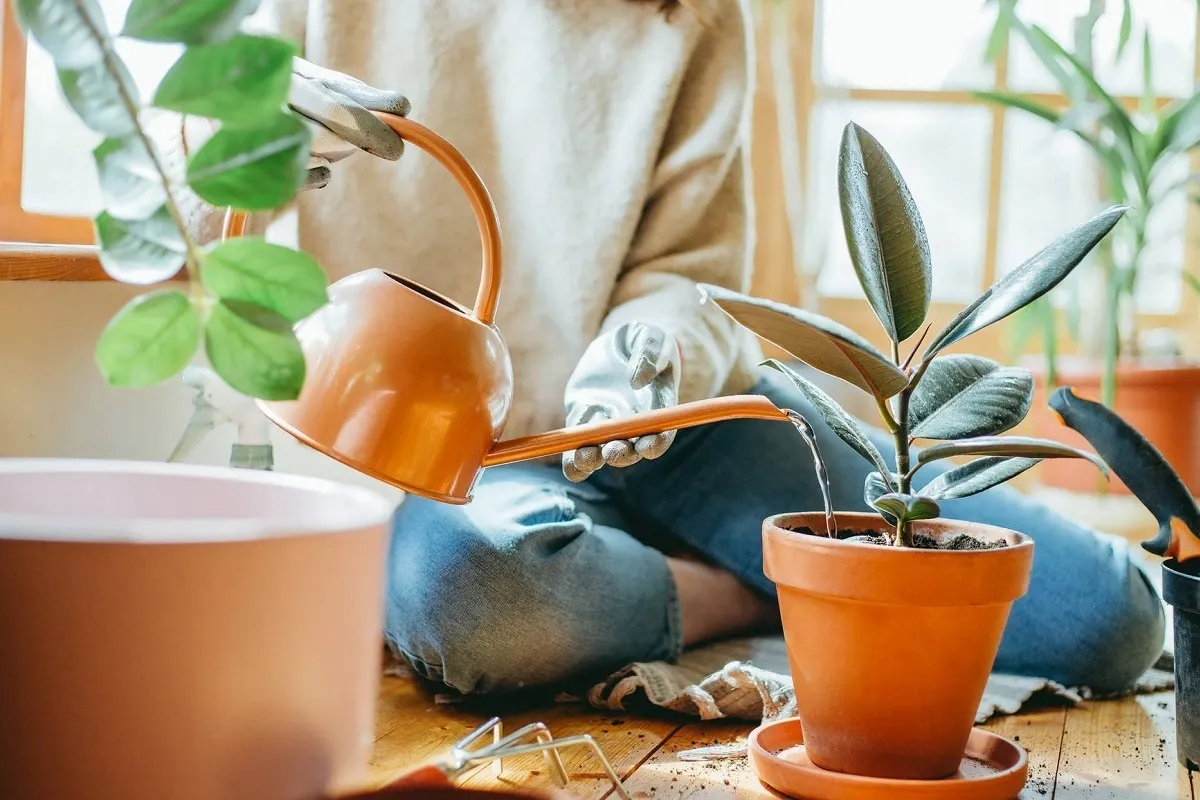 چند راهکار برای آب دادن به گلدان در دورانی که مسافرت رفته اید