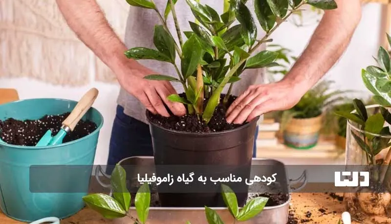 کود