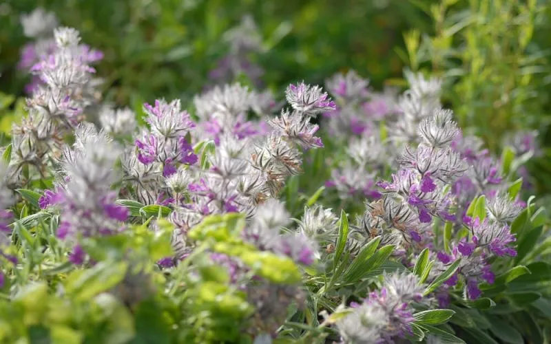 خواص چای کوهی