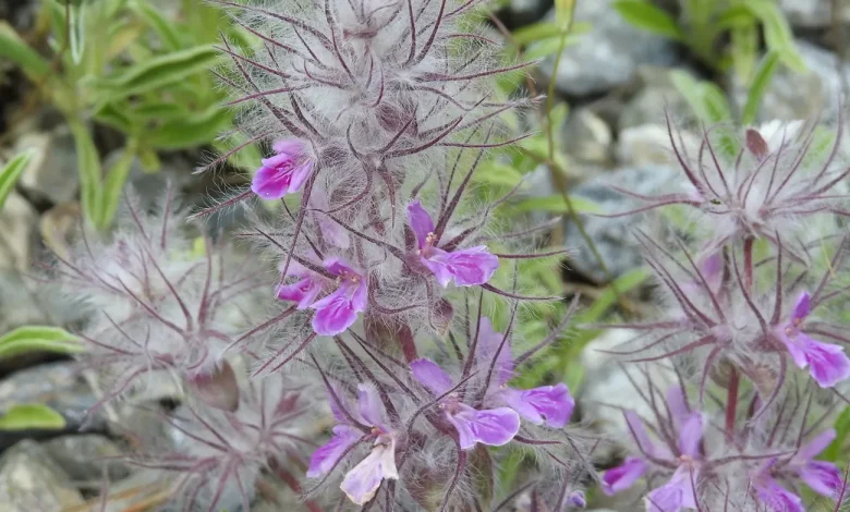 خواص چای کوهی
