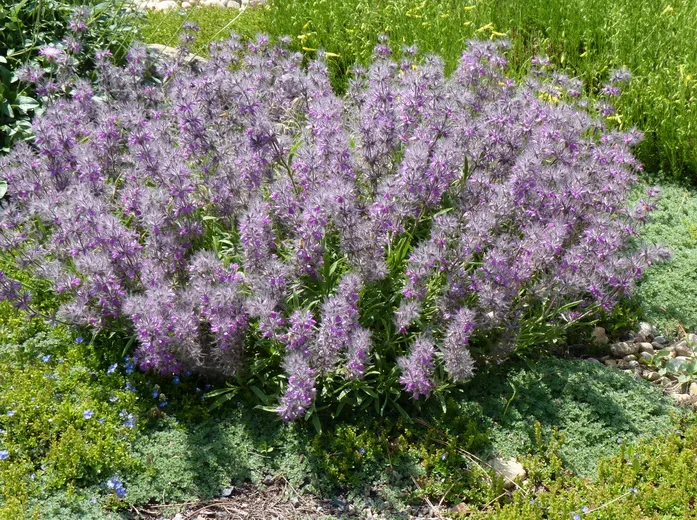 خواص چای کوهی
