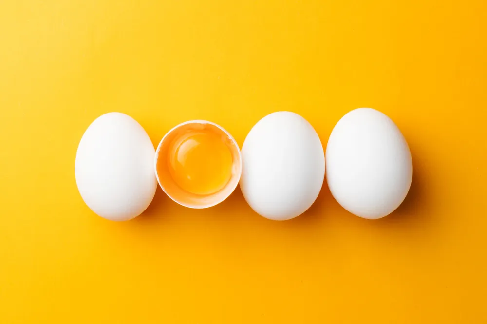 egg protein