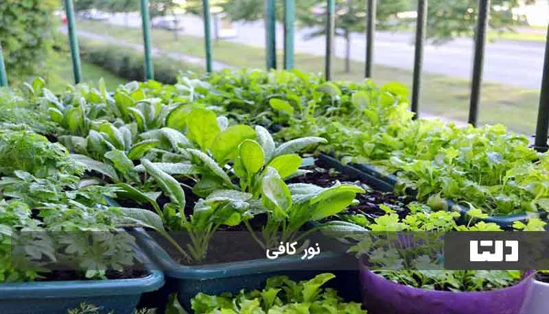 کاشت سبزی در گلدان