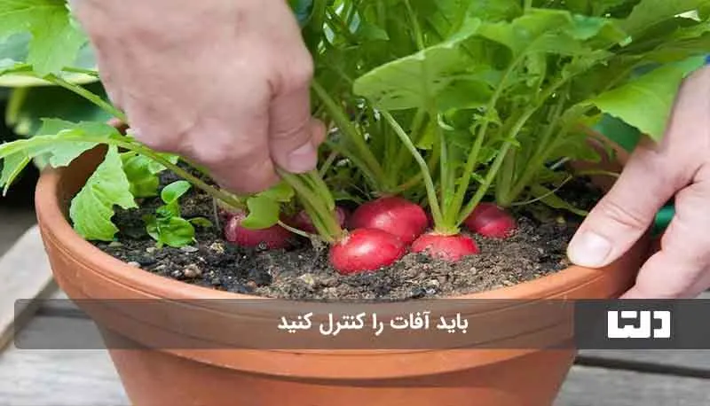 کاشت سبزی در گلدان