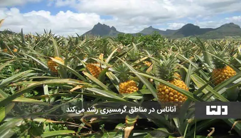آناناس