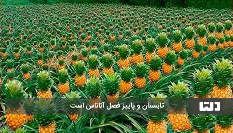 آناناس2