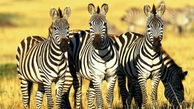 آیا حیوانات هم با یکدیگر دوست می‌شوند؟