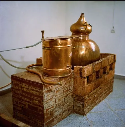 آیا گلاب برای تقویت حافظه مفید است یا خطرناک؟