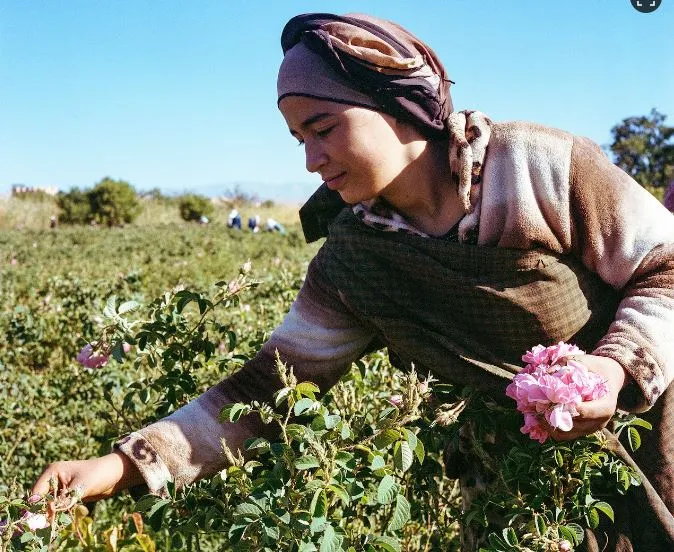 آیا گلاب برای تقویت حافظه مفید است یا خطرناک؟1