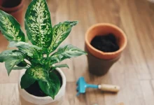 قلمه زدن دیفن باخیا