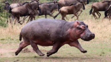 اسب‌های آبی می‌توانند پرواز کنند! (+فیلم)